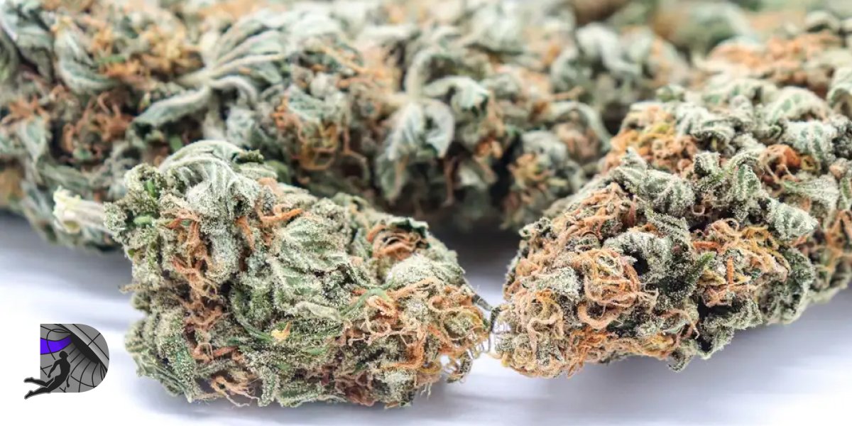 Close-up of high-quality dried cannabis flowers with orange pistils