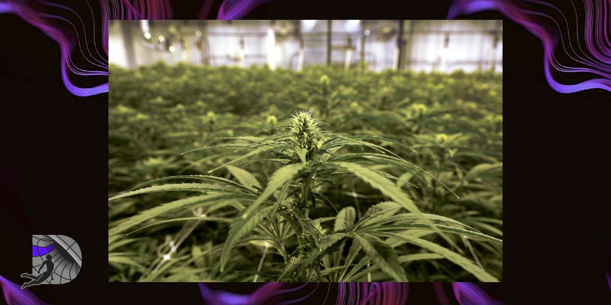 Professional indoor cannabis growing facility