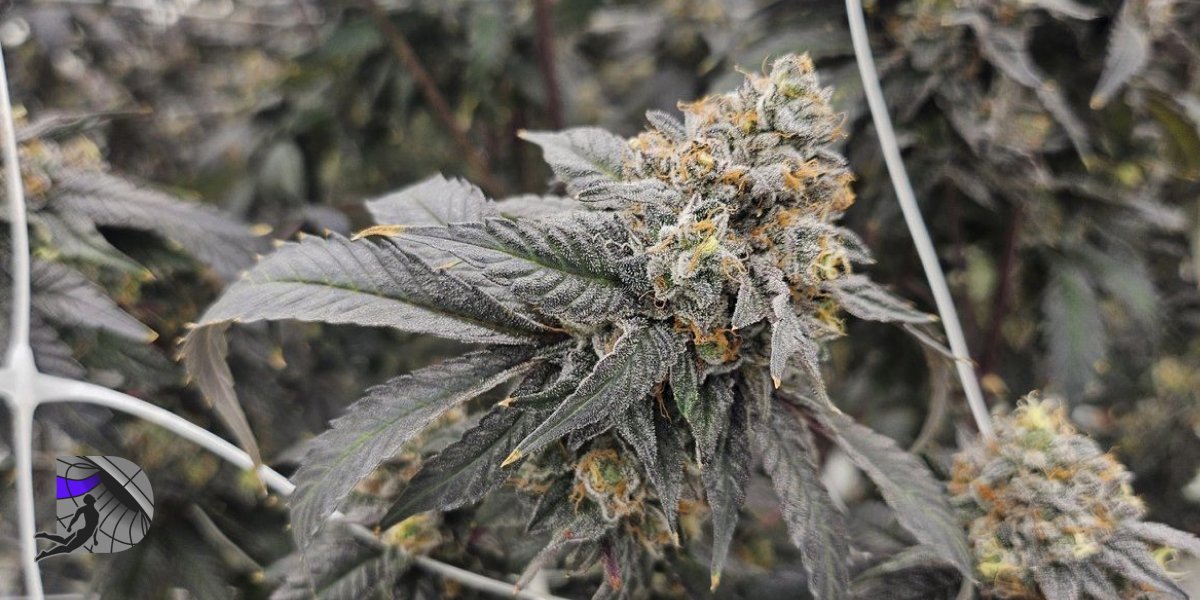 Close-up of a premium weed flower with trichomes