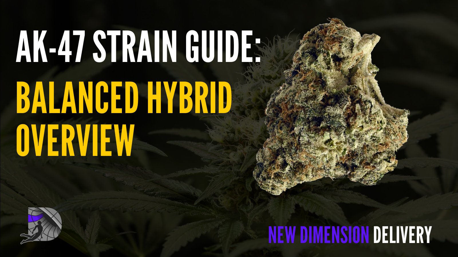 AK-47 cannabis strain bud close-up with guide title