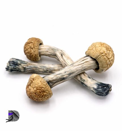 Albino Melmac Magic Mushrooms