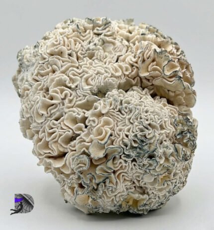 Effects Experience Deeply immersive psychedelic journey Intense visual and sensory enhancement Heightened perception and awareness Strong emotional and cognitive exploration Long-lasting, transformative experience Potential Benefits Promotes personal insight and self-reflection Supports spiritual exploration Enhances creativity and perspective Mood elevation and mental clarity Product Highlights Rare, exotic psilocybin strain Exceptionally potent effects Unique genetic expression and structure Premium, high-end experience Best suited for experienced users ❓ Frequently Asked Questions (FAQ) What makes Enigma different from other mushroom strains? Its rare mutation-like growth structure and exceptional potency set it apart from standard psilocybin mushrooms. Is Enigma a strong strain? Yes, it is considered one of the more potent and intense strains available. Is this suitable for beginners? Due to its strength, it is recommended for experienced users only. What kind of effects should I expect? Expect vivid visuals, deep introspection, and a highly immersive psychedelic experience. How long do the effects last? Typically 4–6+ hours depending on dosage and individual tolerance. Why is this strain considered rare? Its unique genetic mutation and cultivation difficulty make it less common and highly sought-after. How should it be stored? Store in a cool, dry, dark place to maintain potency and freshness.