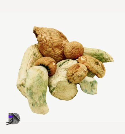 Penis Envy EXTREME Magic Mushrooms