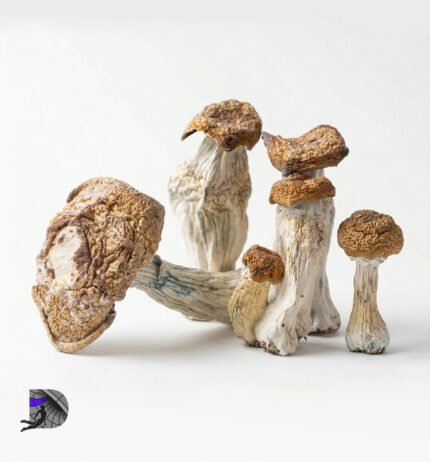 Penis Envy Magic Mushrooms