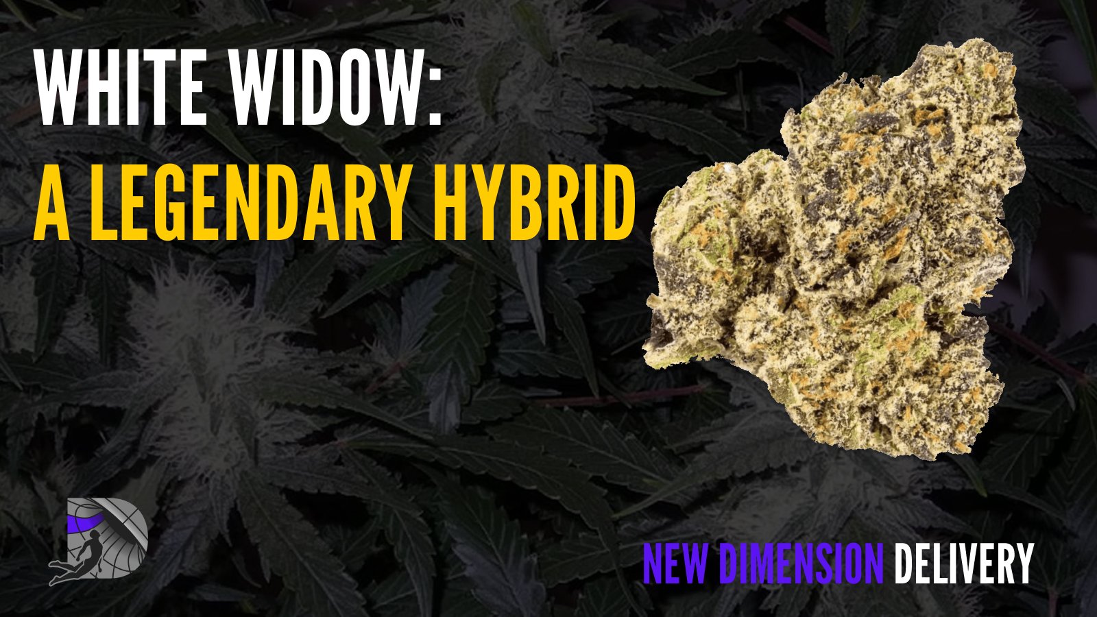 White Widow legendary hybrid strain graphic with flower bud and brand logo