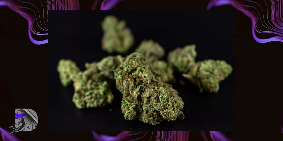 Jack Herer Strain