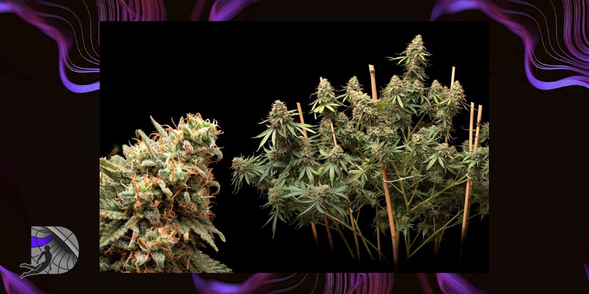 Multiple cannabis plants with large colas in a growing room