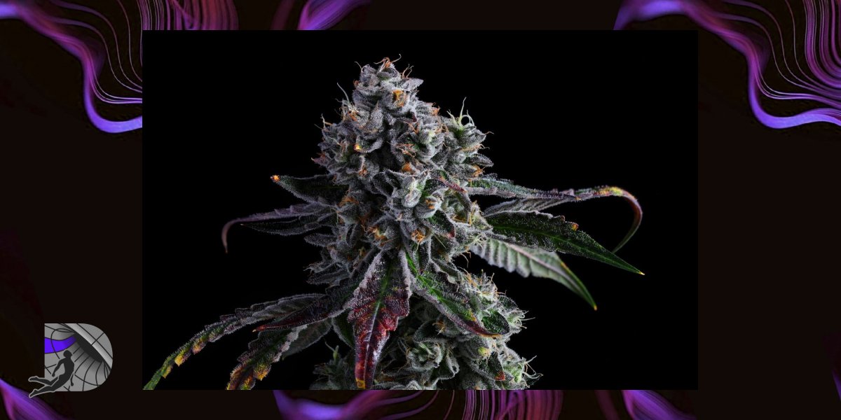 AK-47 Strain Guide: Balanced Hybrid Overview
