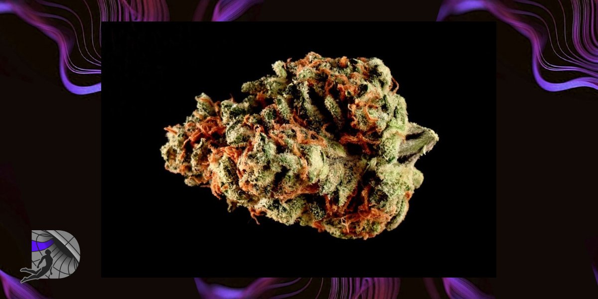 Single dense cannabis nugget with orange hairs on black background