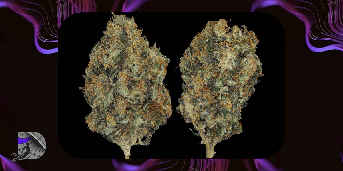 Macro shot of two dense Durban Poison sativa buds with vibrant orange hairs on a black background.