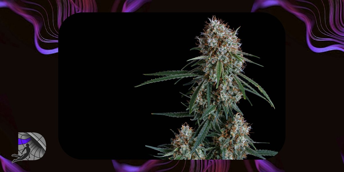 Close-up of a Durban Poison cannabis plant during the flowering stage with white pistils and resin.