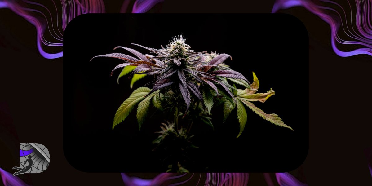 A mature Durban Poison plant with dark purple foliage and a crystalline main cola against a black background.