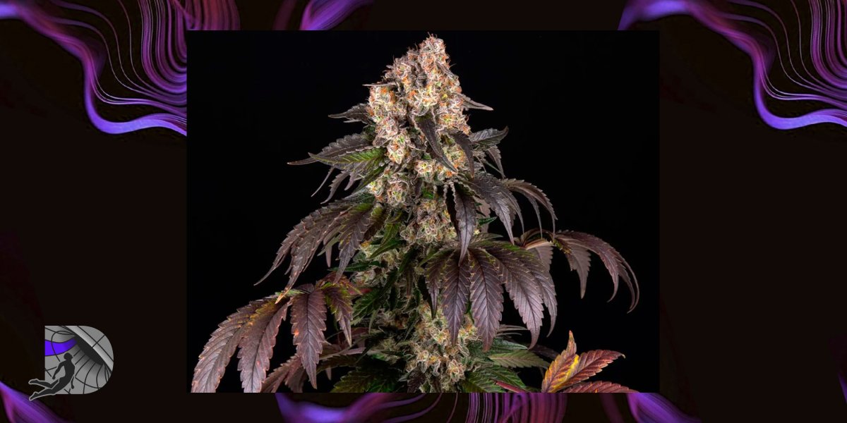 A live cannabis plant in late bloom with dark purple leaves.