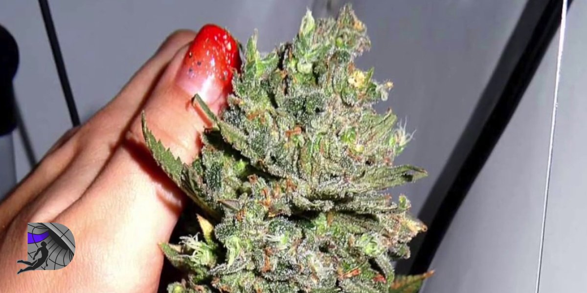 Close-up of a dense green cannabis flower with visible trichomes being held by a hand