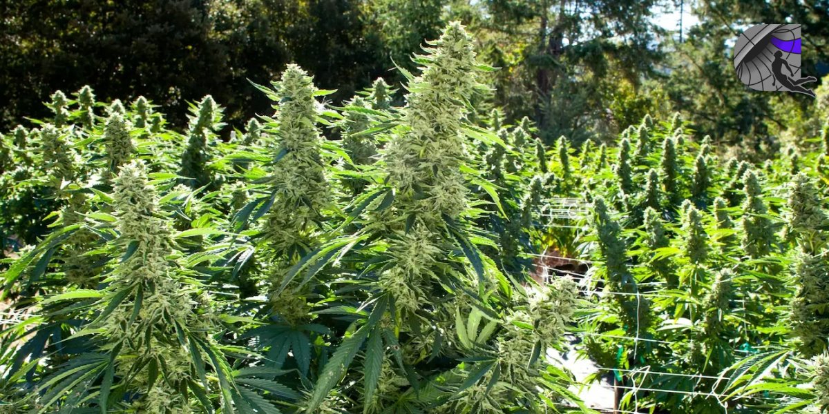 A lush green cannabis plant growing indoors in a residential setting.
