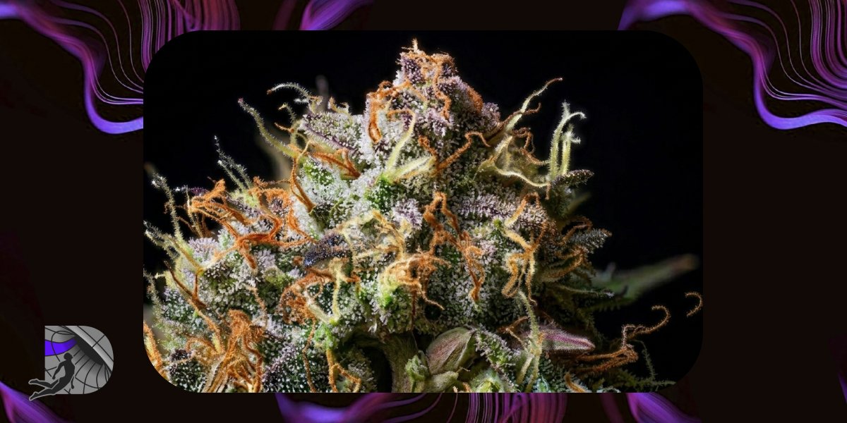 Discover how the desert climate refines the resin network of premium weed flowers, resulting in unique and powerful aromatic profiles.