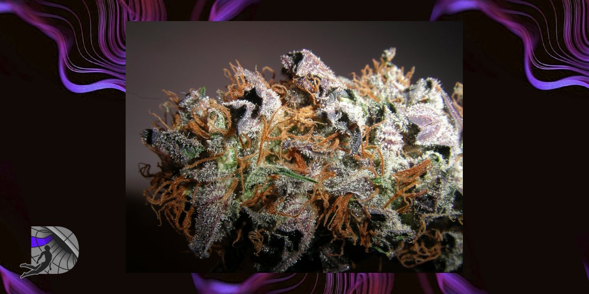 Macro photography of purple cannabis flower with frosty trichomes.