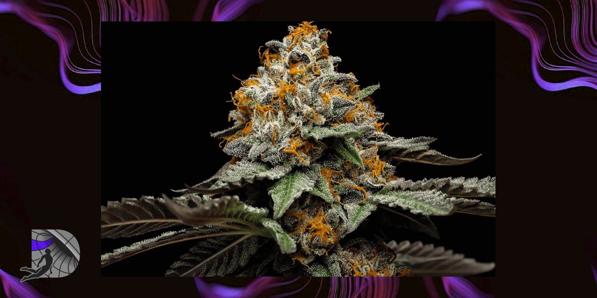 Close up of a mature cannabis cola with frosty leaves and orange pistils