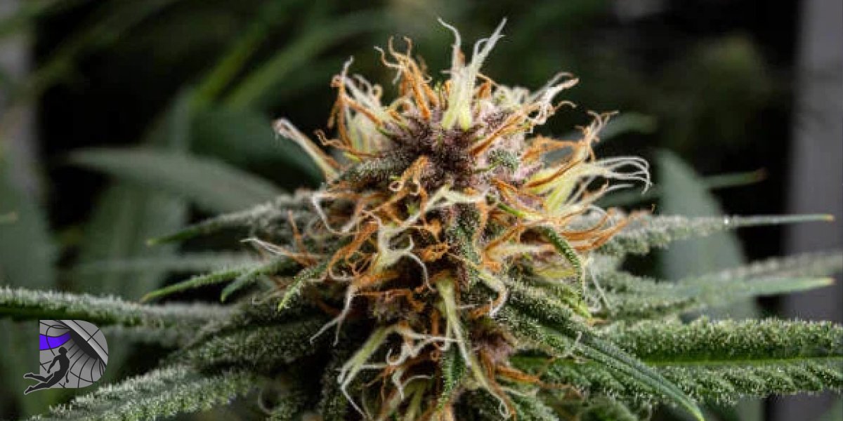 Close-up of a high-quality cannabis bud with orange hairs and trichomes.