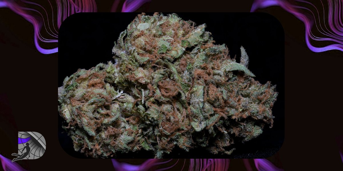 Macro shot of a dense indica cannabis bud with orange pistils and frosty trichomes