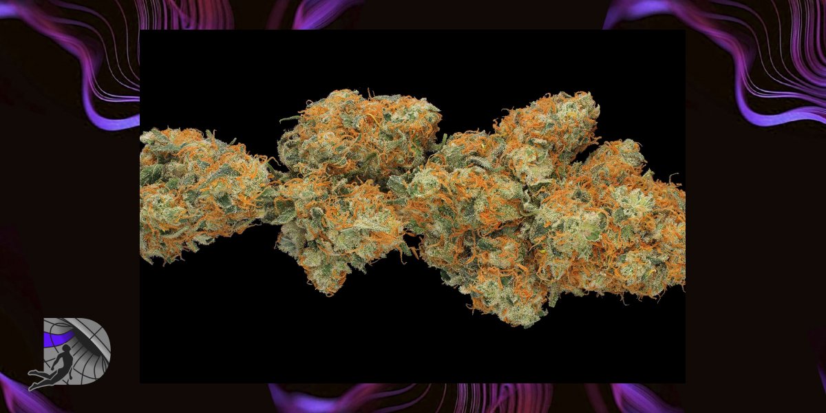 Close-up of cannabis buds covered in bright orange hairs