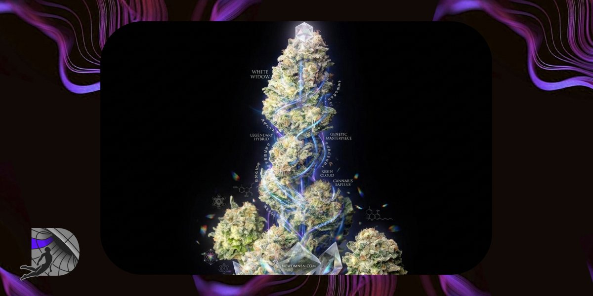 Artistic rendering of White Widow cannabis genetics and resin cloud anatomy