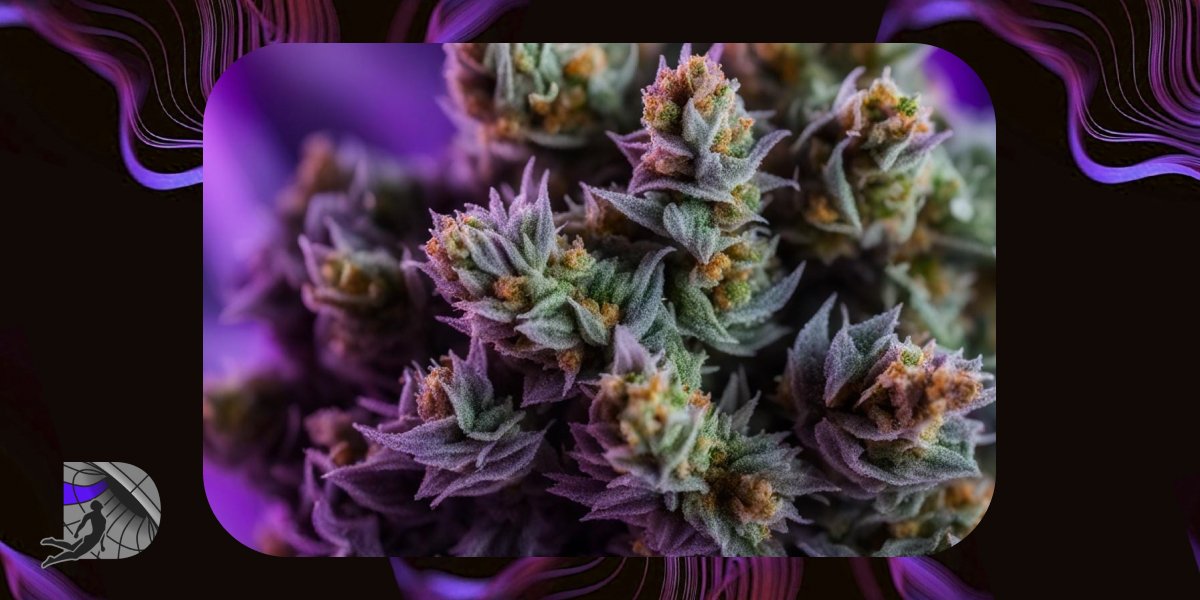 Macro view of dense purple cannabis buds coated in crystalline trichomes.