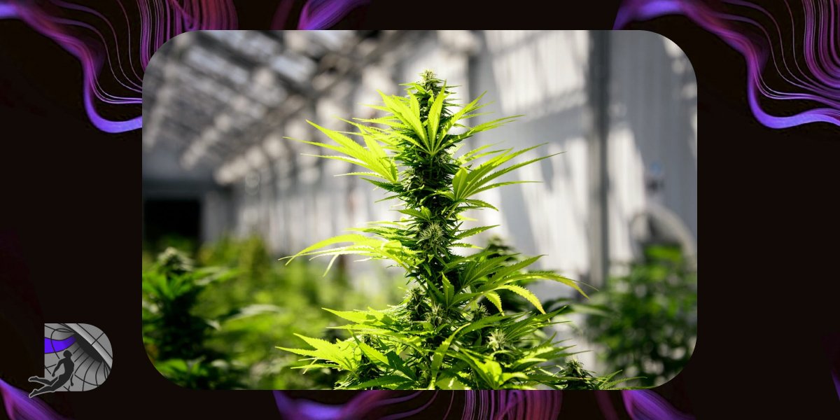 A bright greenhouse environment featuring a tall, healthy cannabis plant in full bloom.