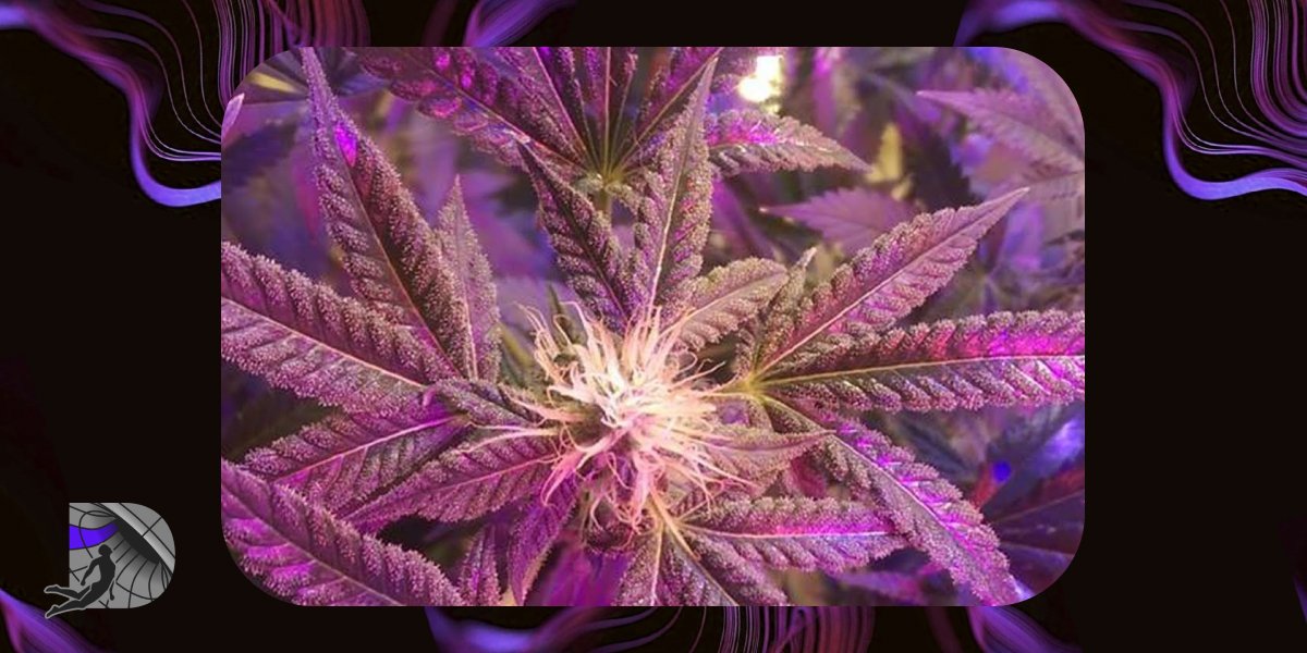 A flowering cannabis plant with purple leaves under indoor cultivation lights.