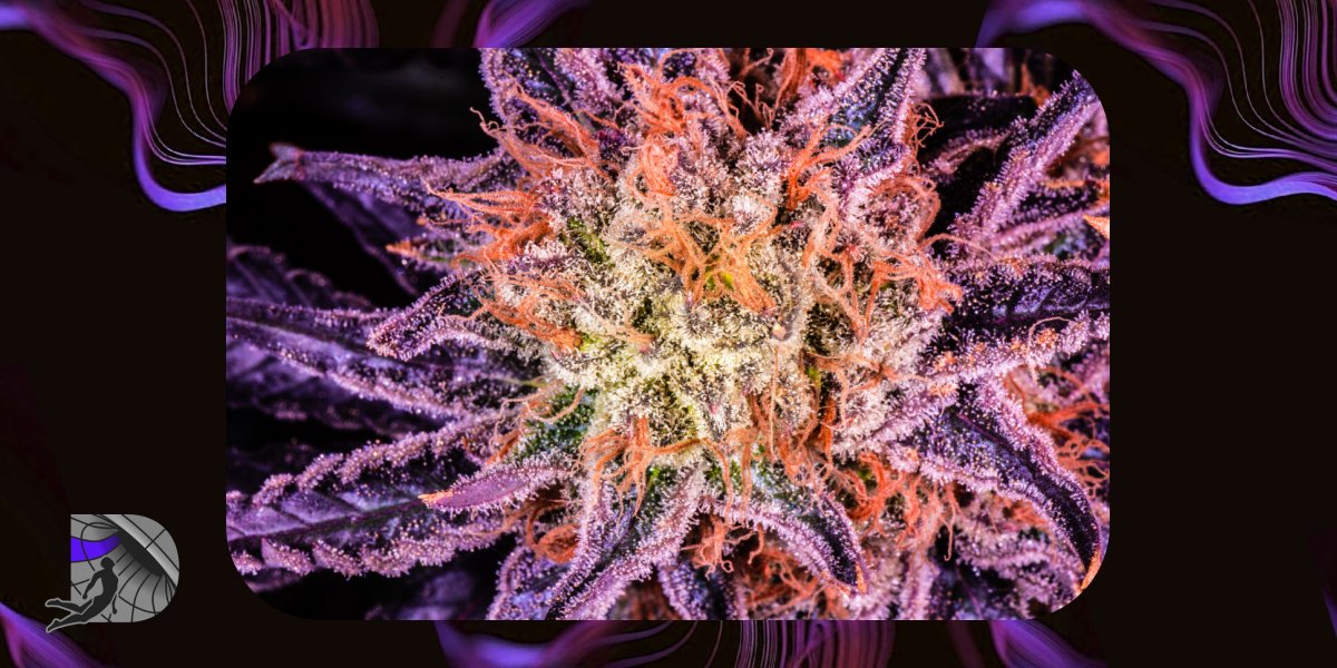Ultra close-up of a purple cannabis flower with long orange pistils.