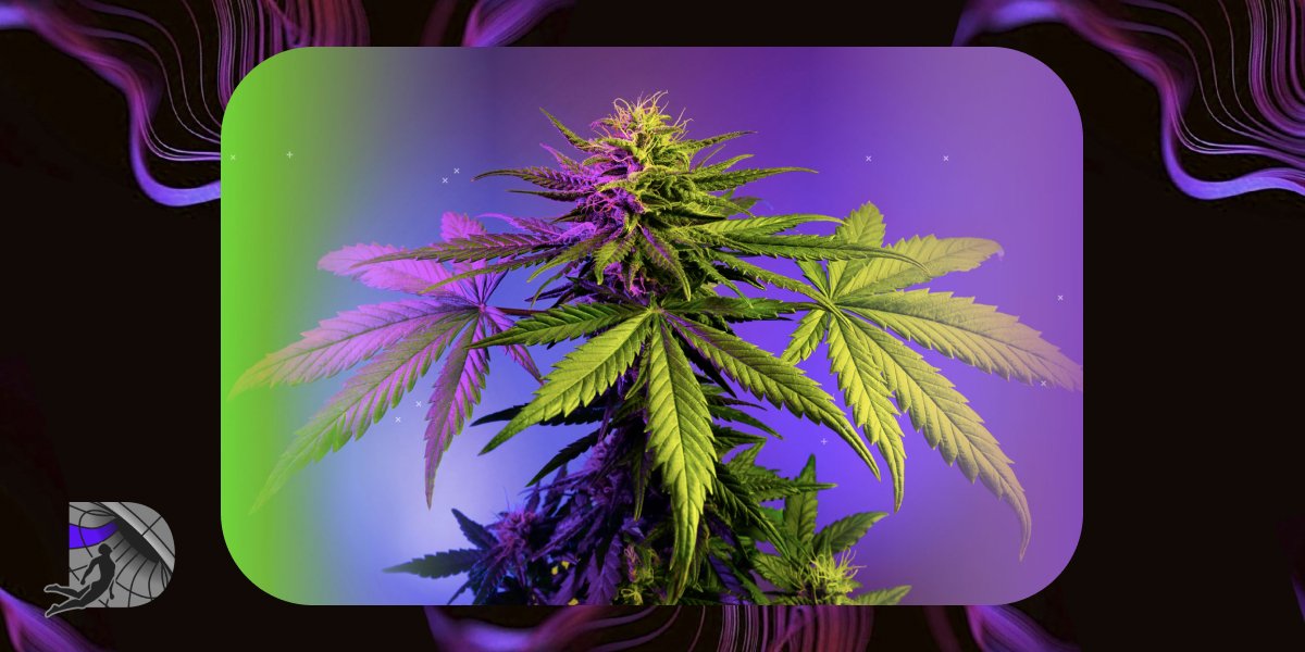 Starburst OG_ Flavorful Hybrid