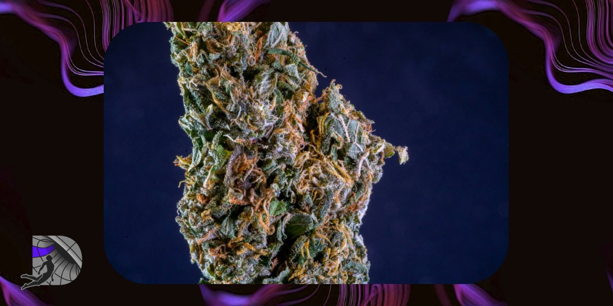 Macro view of a dense green and orange cannabis nugget against a dark blue background.