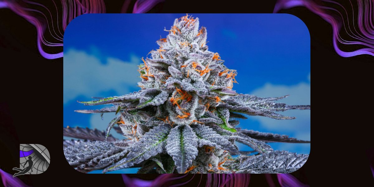 Close-up of a frosty purple cannabis flower bud with vibrant orange hairs against a blue sky background.