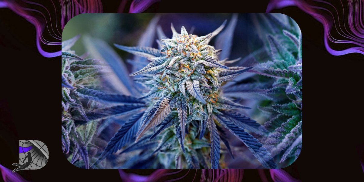 Rainbow Sherbet strain guide