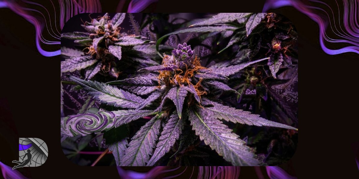 Macro view of a purple cannabis flower with crystalline trichomes and orange pistils.