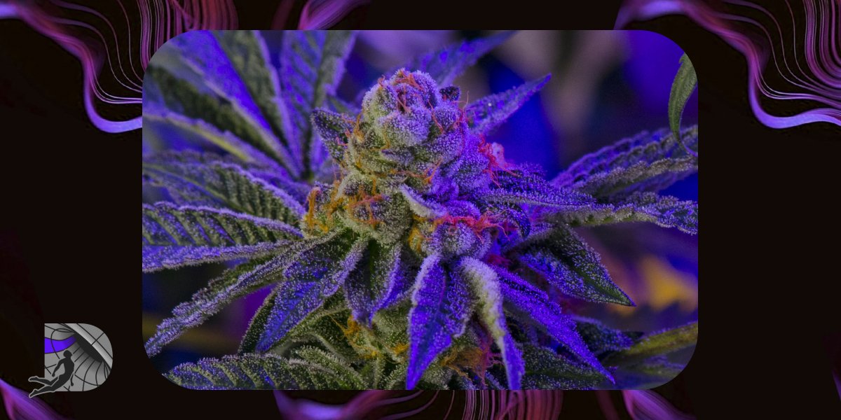 Close-up of a live cannabis plant with purple leaves and crystalline buds.