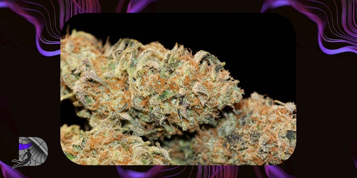 Close-up of a dense, resin-coated cannabis flower with orange hairs.