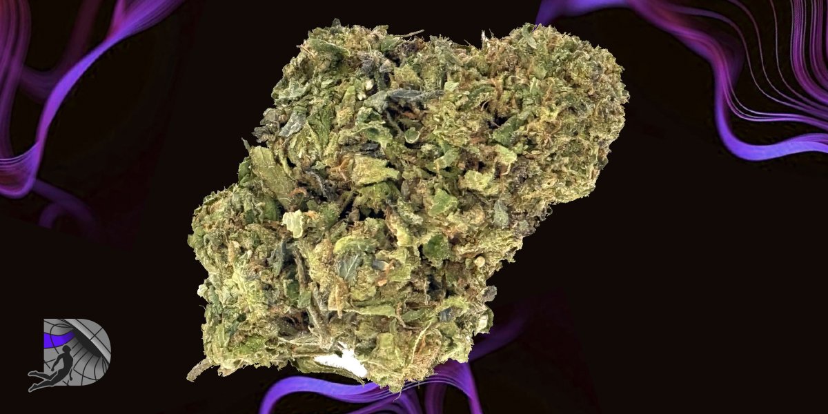 A premium green indoor cannabis bud with dark leaf accents isolated on a black background with purple wave patterns.