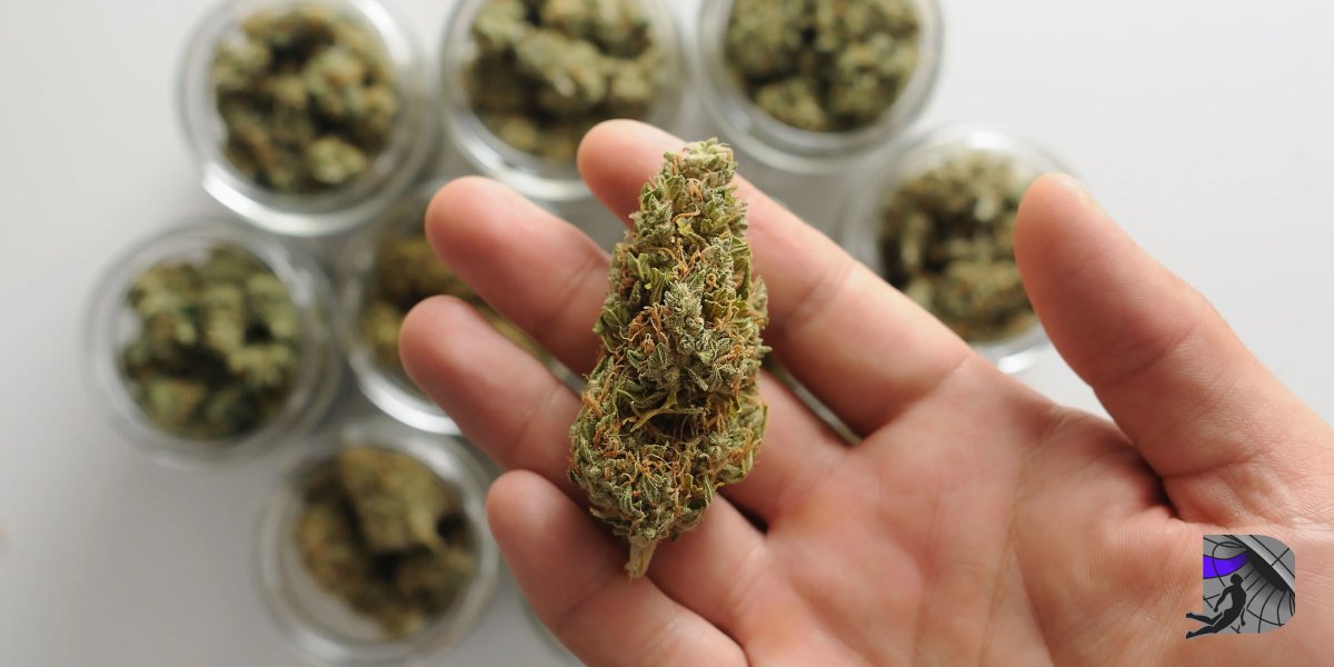 A hand holding a high-quality cannabis bud with many other jars of cannabis in the background.