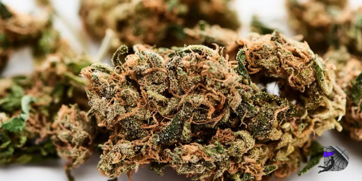 A pile of dried cannabis flower buds.