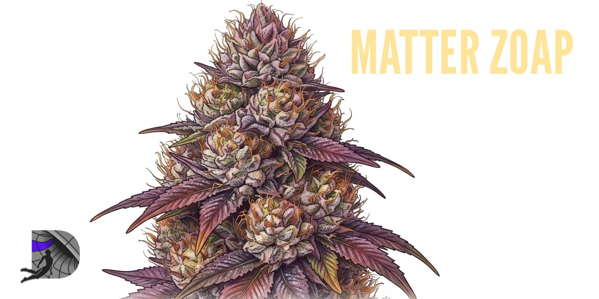 A detailed botanical illustration of a Matter Zoap cannabis bud with purple accents on a clean white background