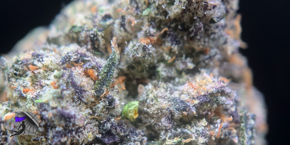 Extreme macro photography of a cured Matter Zoap cannabis nug displaying dense purple colors and amber trichomes