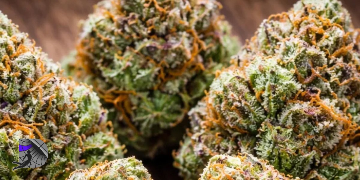 Close up of premium cannabis strains with vibrant orange hairs and rich trichomes