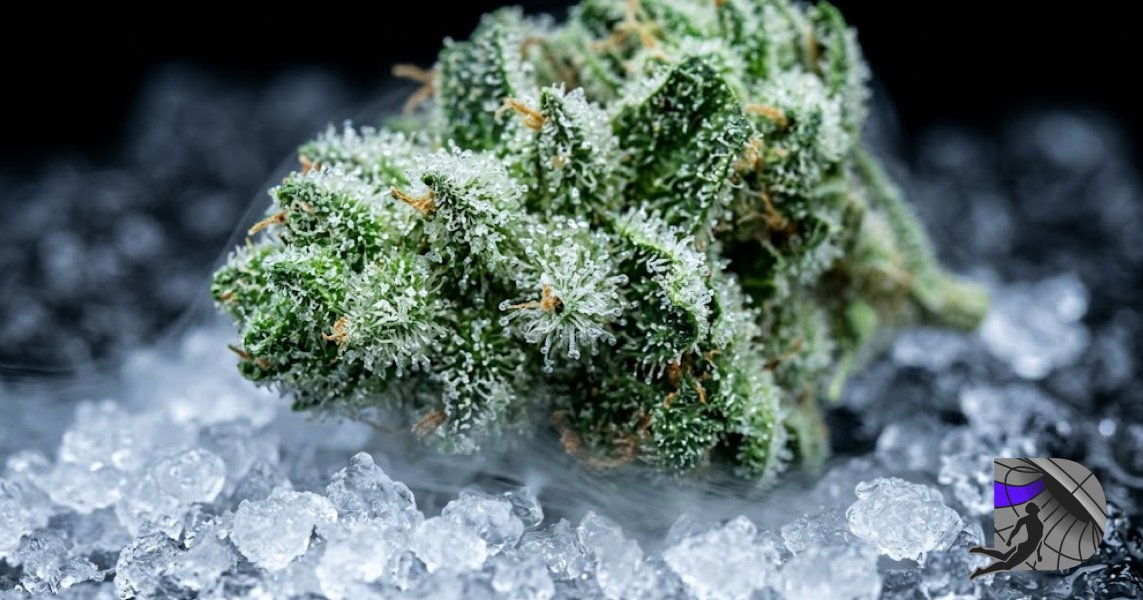 Freshly harvested cannabis flower covered in trichomes resting on ice with dry ice vapor.