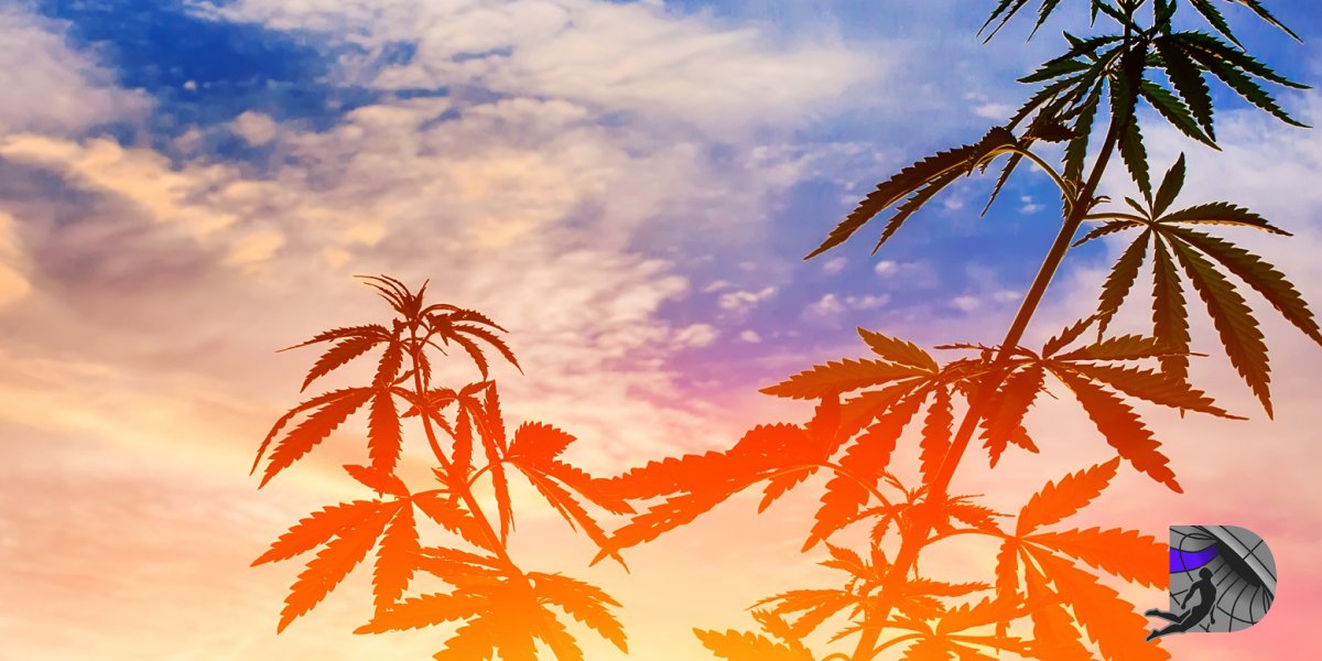 Cannabis plant silhouette against a vibrant orange and purple sunset sky.